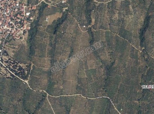 Bursa Orhangazi Çakırlı Mah 322 m2 satılık zeytinlik